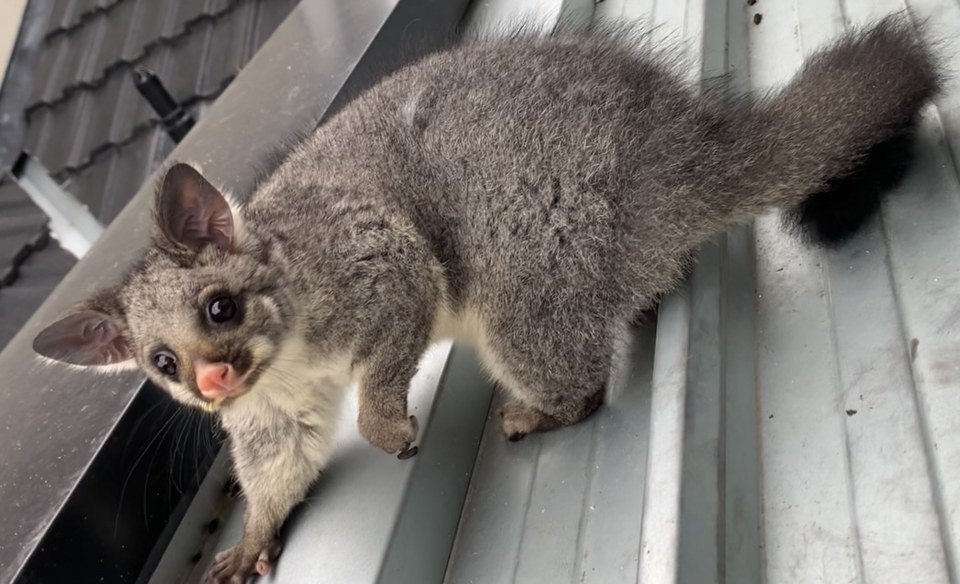 Possum Removal