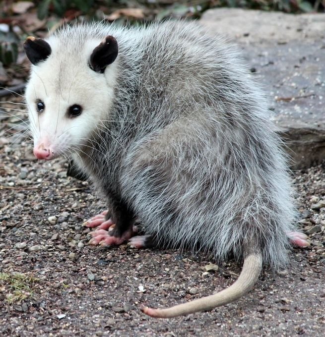 Possum